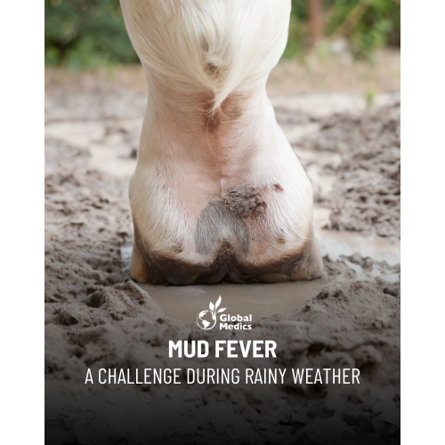 derma-pro-mud-fever-1