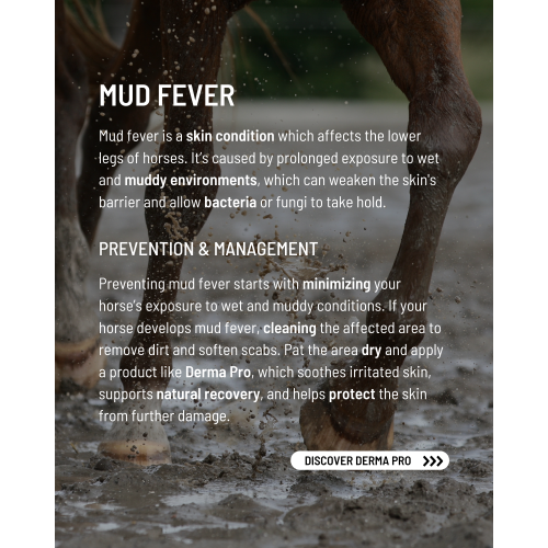 derma-pro-mud-fever-2