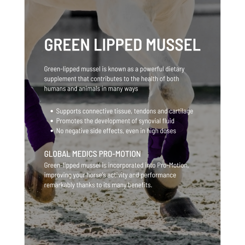 green-lipped-mussel-focus-2