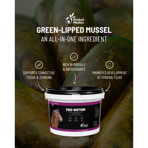 green-lipped-mussel-focus