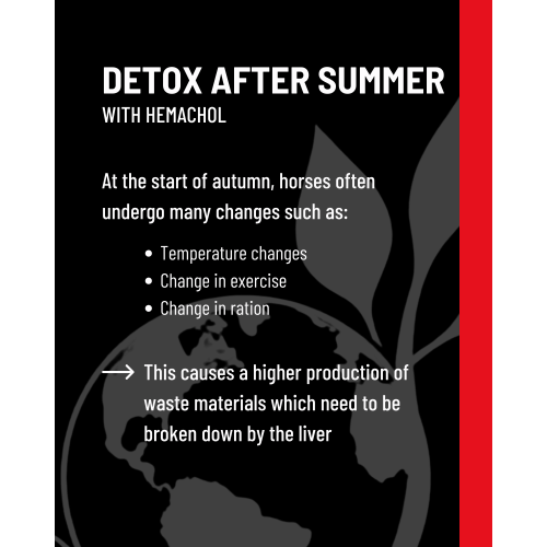 hemachol-detox-after-summer-2