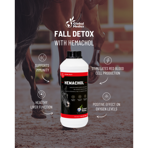 hemachol-fall-detox-focus